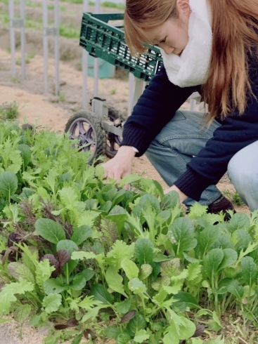 「SKYSEA農園の野菜収穫体験！」