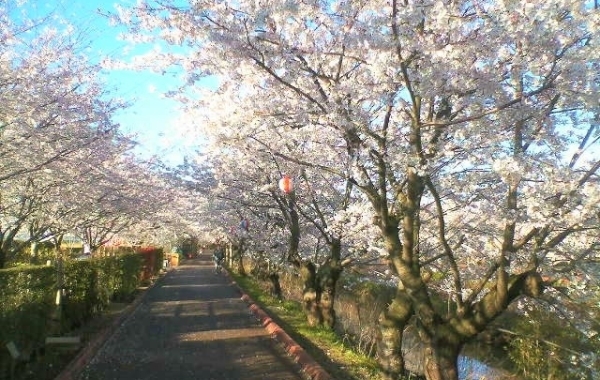船橋でお花見するならここ！　船橋市の桜情報【2024年】