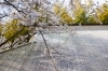 無の里の薄墨桜