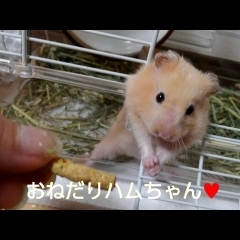 おねだりハムスター！おもしろ可愛いハムスター☆cute funny hamster Scrounge　＃35