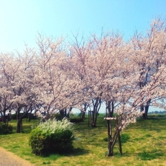 さくら堤公園|市川市