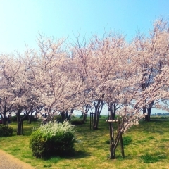 さくら堤公園｜市川