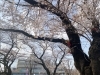 市⺠桜まつりのメイン会場にもなります