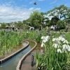 2025葛飾菖蒲まつり【堀切菖蒲園(堀切水辺公園)会場】