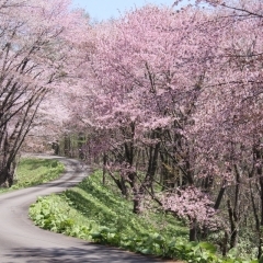 にわ山森林自然公園｜奈井江町
