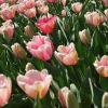 2019年4月5日現在 チューリップ開花状況!【花のオアシス】チューリップ畑