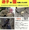 探しています!(西宇和郡伊方町須賀公園キャンプ場付近)