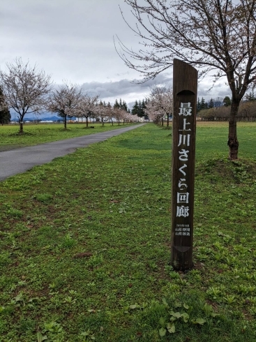 エコロジーガーデン北側の櫻回路「桜も咲いていますよ〜」