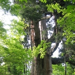 仙人峠の姥杉