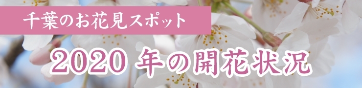 千葉の桜！　2020年開花状況