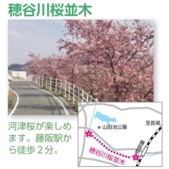 【枚方市】穂谷川桜並木