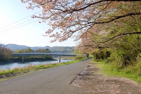相模川沿いの桜
