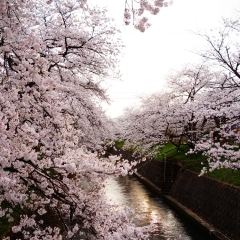 岸渡川沿い　[高岡 桜・お花見特集]