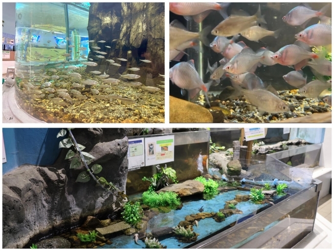 「週末イベントのお知らせ🐟かすみがうら市水族館は湖畔の体験・観光スポットです」