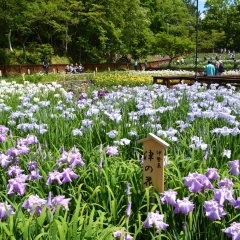 花しょうぶ園開園！！