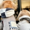 【和泉市】MERIA'S DOG