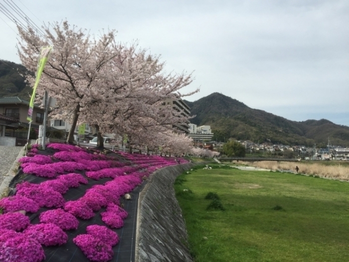 安芸区の桜スポットはこちら