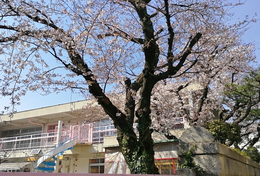 元京都市立開智幼稚園の桜