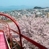 【瓦のふるさと公園 愛媛/今治市】 桜と瀬戸内海の絶景を楽しむ春のひととき