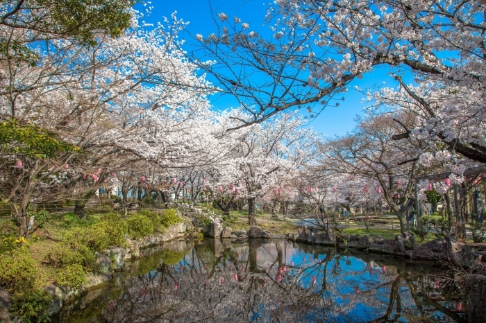 池に映る桜も美しい