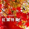 草津市・栗東市の紅葉特集!