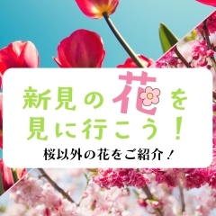 桜以外もある!!新見の花々2025