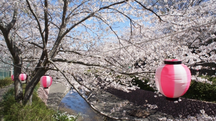 「まいぷれ桜情報2023 滝頭公園【昨日】」