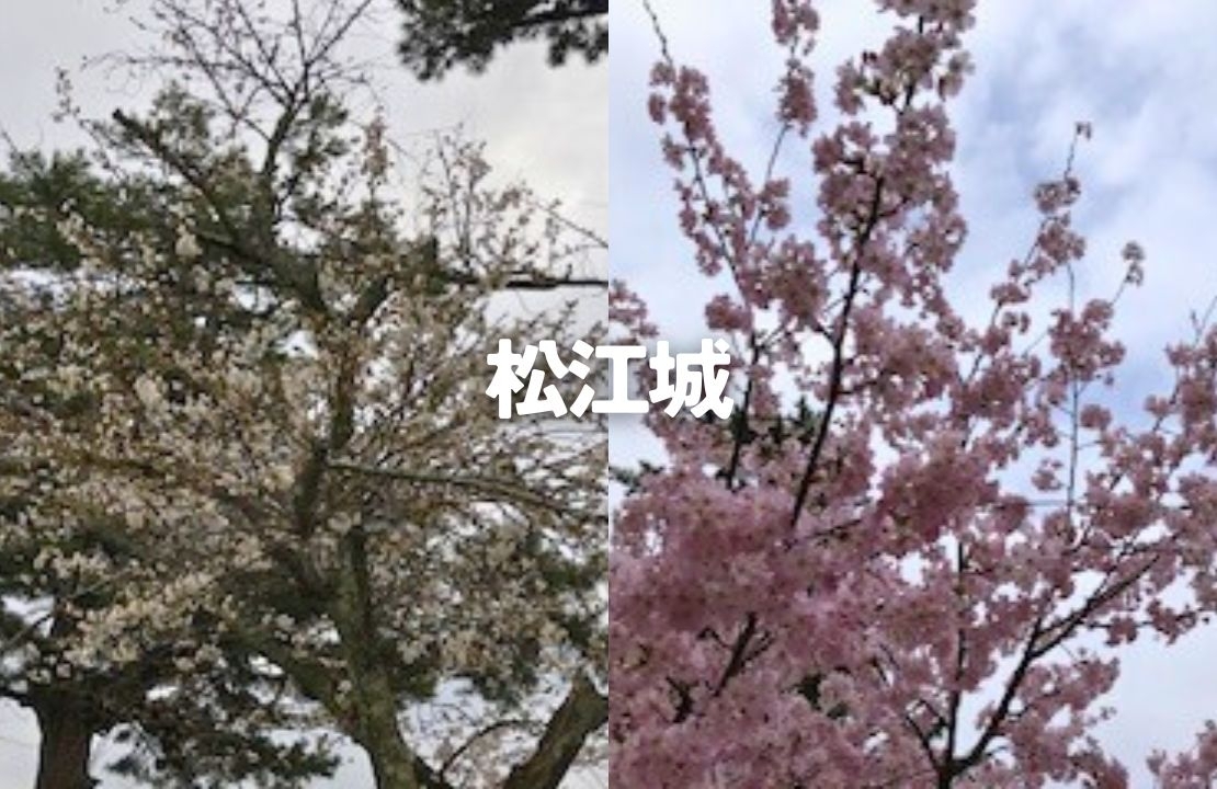 松江城　桜まつり