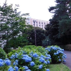 雨の季節に見頃を迎える「紫陽花」(アジサイ)をご紹介します。