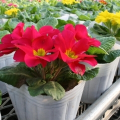 【鴻巣市花組合】花苗各種