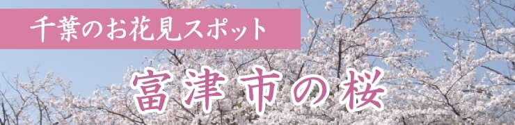 千葉県富津市の桜特集！　お花見するならここ