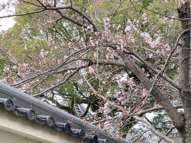 西の散歩道の桜も開花「鶴林寺　桜情報　第三弾」