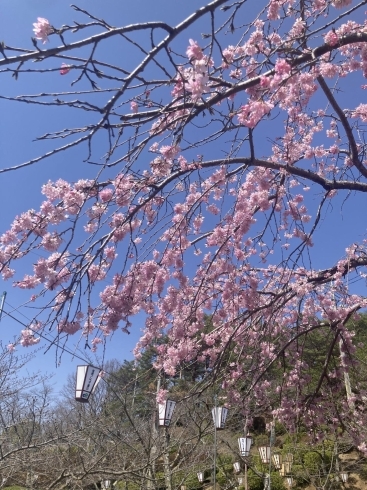 一部だけですが咲いていました＾＾「千光寺でお花見しました♪」