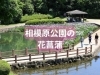 相模原公園水無月園の花菖蒲の名所概要