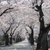 松戸でお花見するならここ! 松戸市の桜情報【2026年】