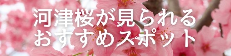 山陰(島根・鳥取)の河津桜が見られるおすすめスポット