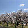 ■桜特集■【大分市・七瀬川自然公園】