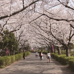 お花見するならここ！　上尾市の桜情報