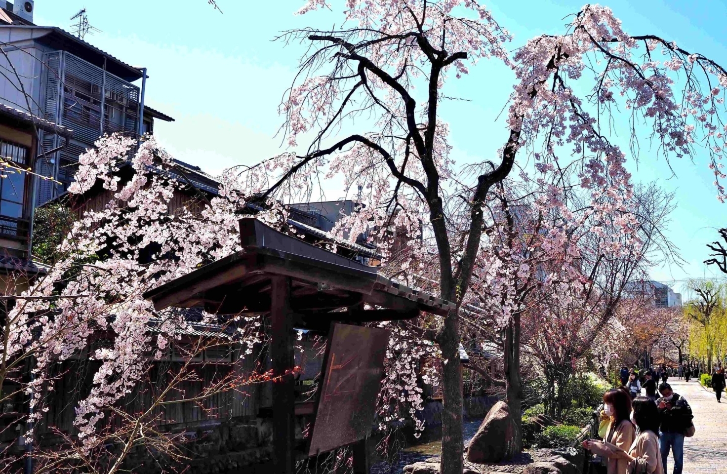 祇園白川の桜