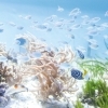 ※終了しました※特設展示「海のゆりかご」ハンズオン展示オープン!