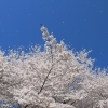 岐阜公園長良川堤の桜・鵜飼桜(ぎふこうえんながらがわていのさくら・うかいざくら)