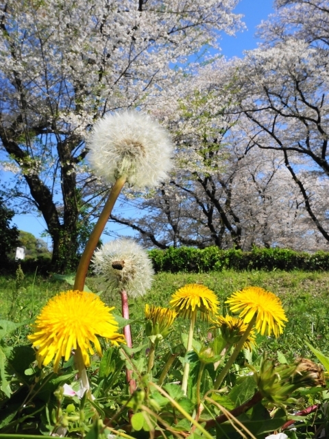 たんぽぽと桜
