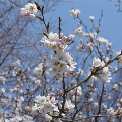 平泉町エリアのおでかけスポット