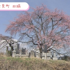 【お花見スポット】富士見町　田端しだれ桜
