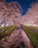 まいぷれ川越周辺お花見フォトコンテスト2024まいぷれ賞受賞写真