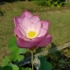 本学の薬用植物園で古代蓮(ハス)の花が咲きました!