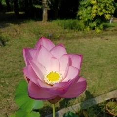 本学の薬用植物園で古代蓮（ハス）の花が咲きました！