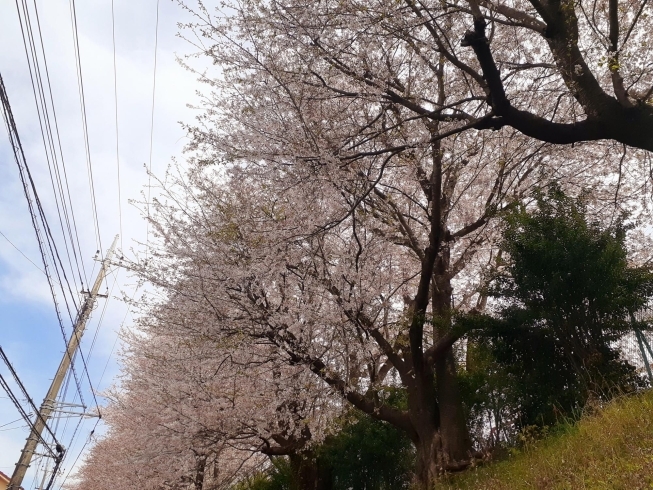 桜吹雪が綺麗でした「4月の予定」