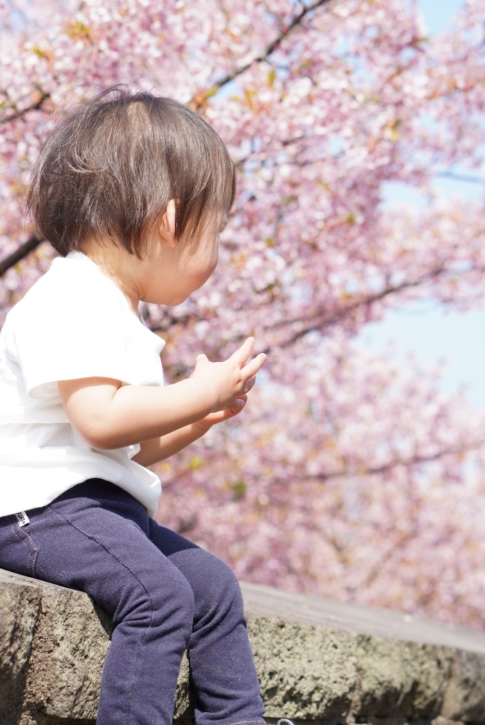 松江市八束町・大塚山公園の桜の開花状況