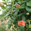 2019年5月9日現在 ポピー開花状況!【第9回こうのす花まつり】
